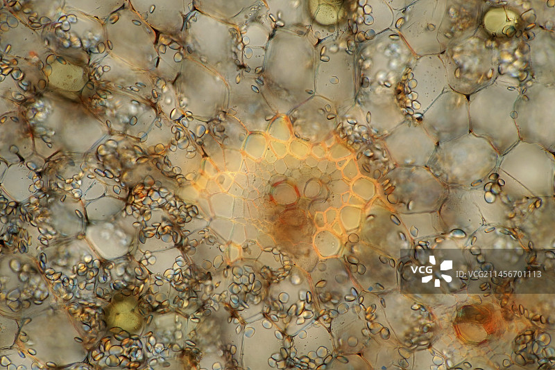 姜根显微照片图片素材