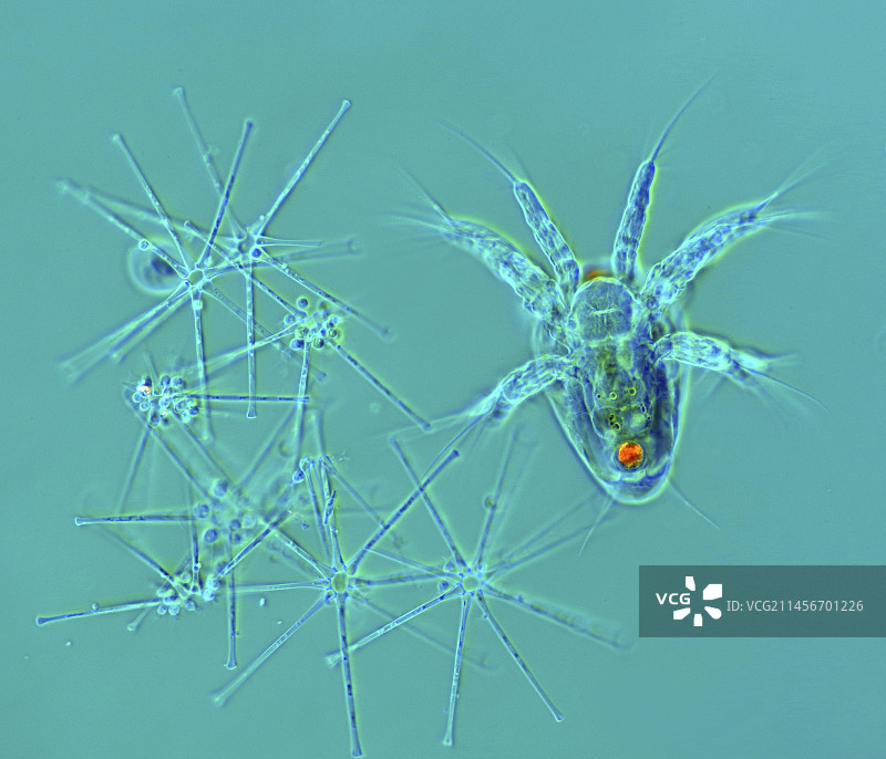 桡足类幼虫偏振光显微照片图片素材