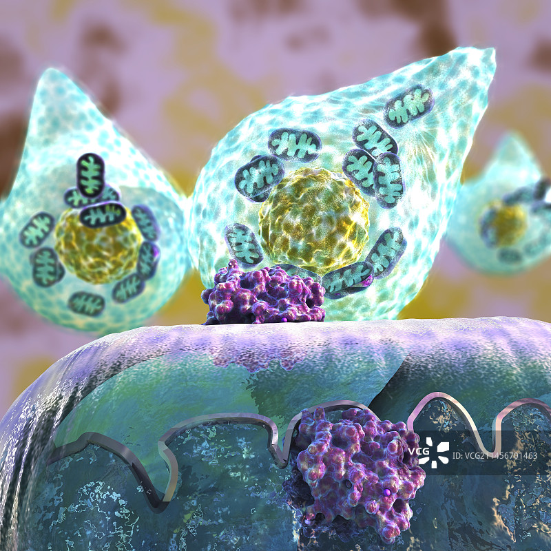 细胞重编程中的线粒体变化，图示图片素材