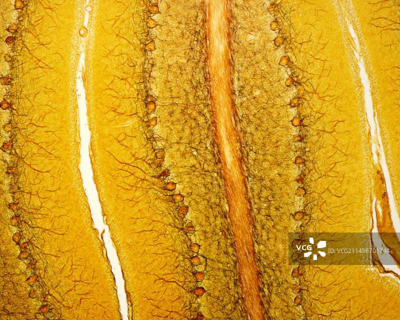 浦肯野细胞显微照片图片素材