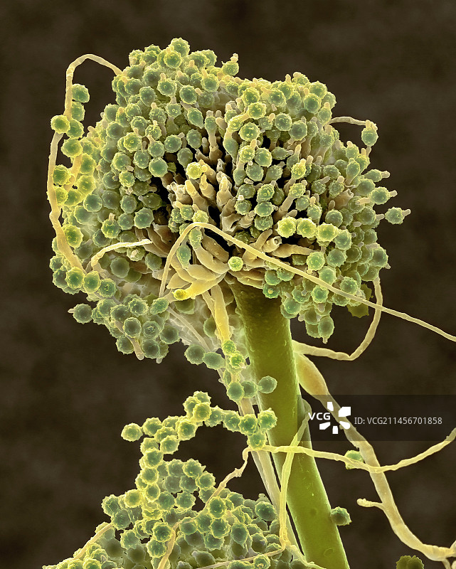 曲霉菌分生孢子梗扫描电镜照片图片素材