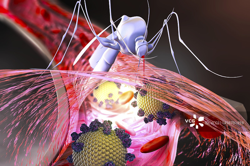 蚊子传播疾病概念图图片素材