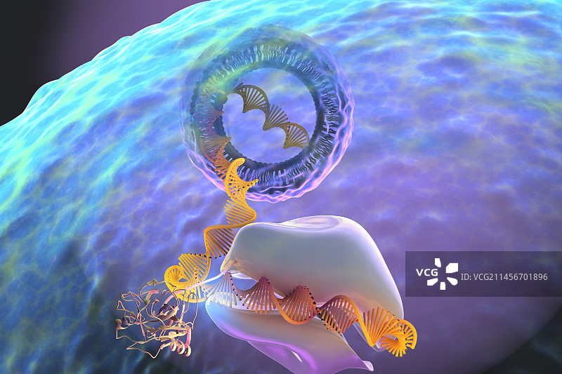 蛋白质合成示意图图片素材