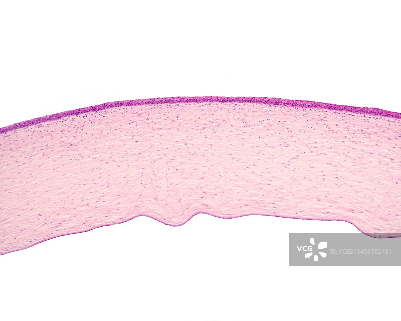 角膜层光学显微照片图片素材