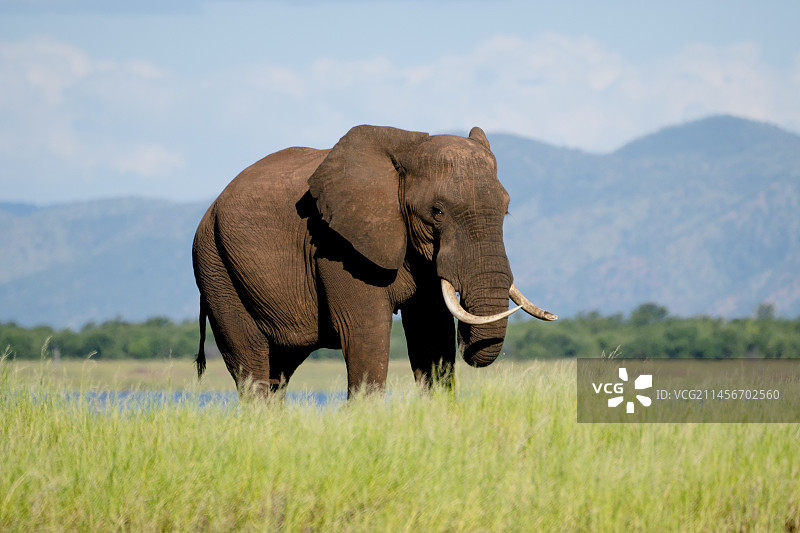 孤独的雄性非洲象图片素材