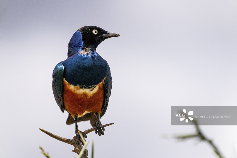极好的椋鸟图片素材