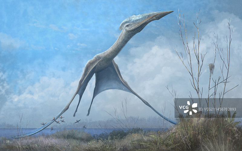 哈特兹哥翼龙飞行插画图片素材