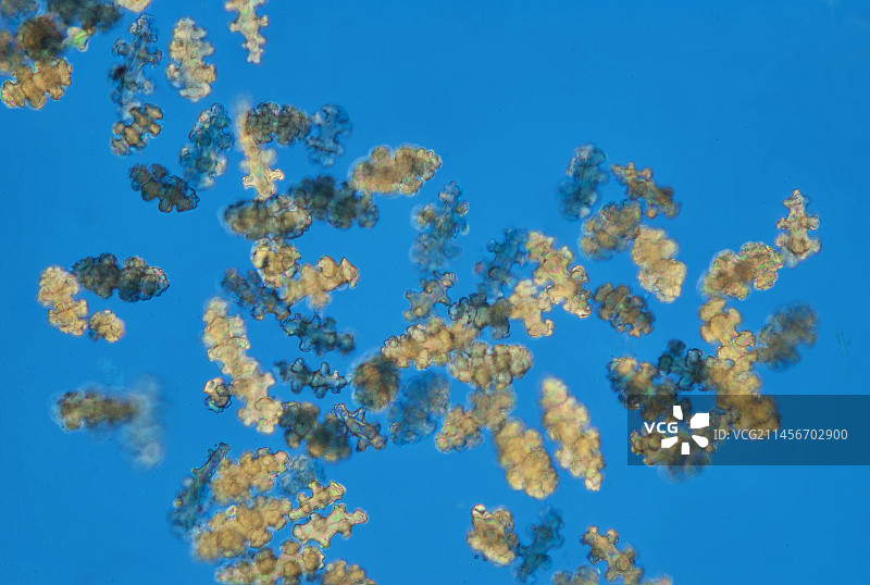 海扇骨针偏振光显微照片图片素材