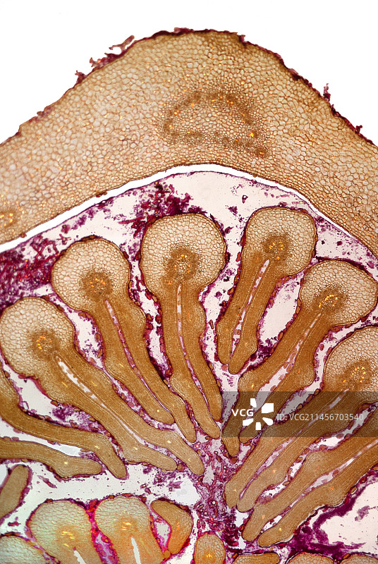 白蜡树叶芽浅显微照片图片素材