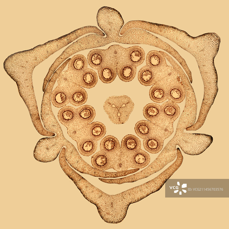 百合花蕾显微照片图片素材