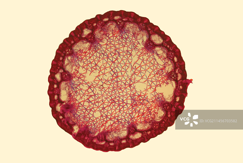 普通芦苇茎的显微照片图片素材