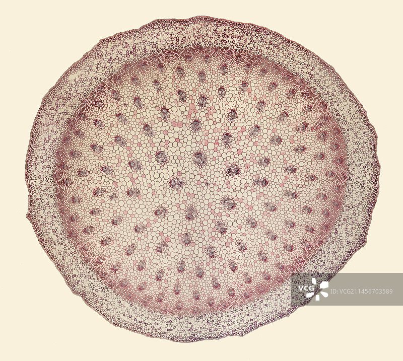 假叶树茎的浅显显微照片图片素材