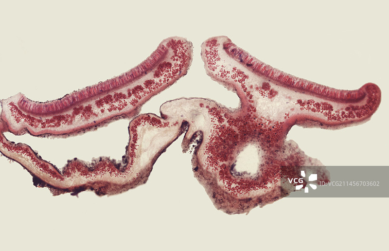 梅花衣科地衣显微照片图片素材