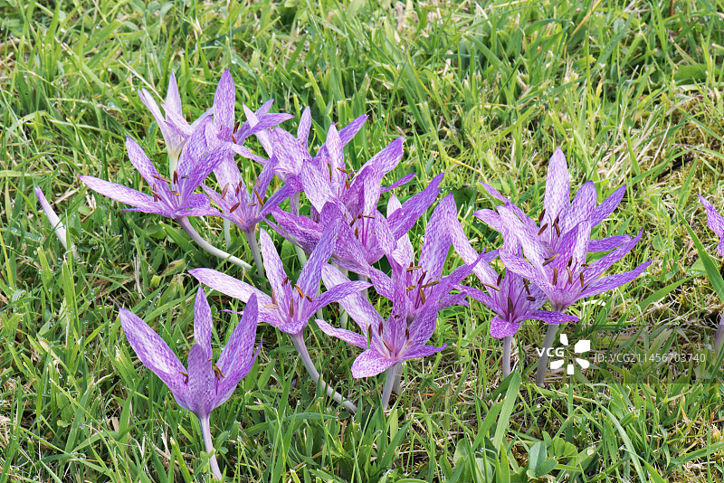 秋水仙图片素材