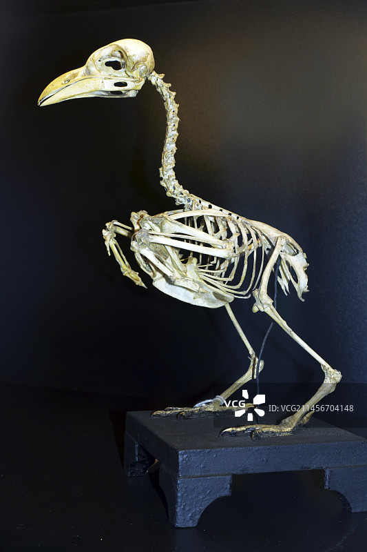 common hill myna骨骼图片素材