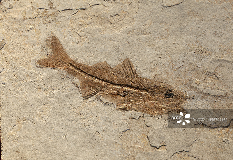 化石鱼图片素材