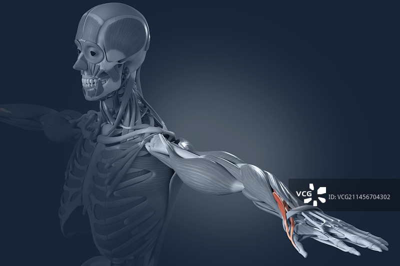 拇长伸肌和拇短伸肌插图图片素材