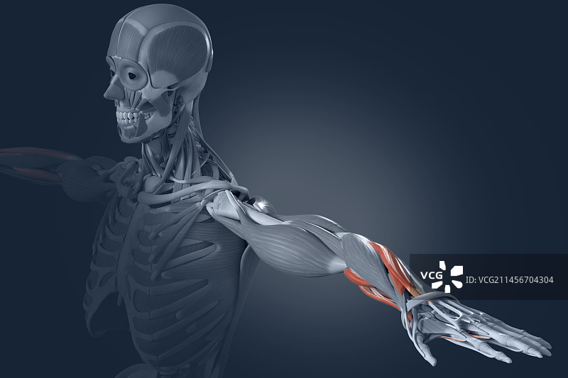 指浅屈肌图示图片素材