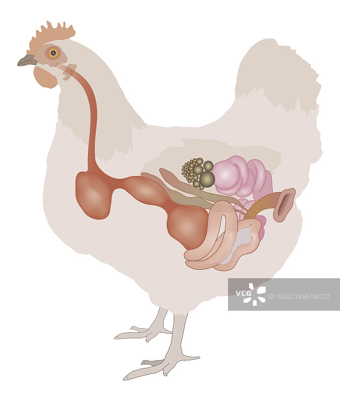 母鸡解剖结构图图片素材