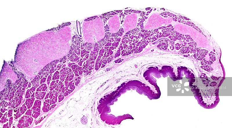 人体的epiglottis亮视野显微照片图片素材