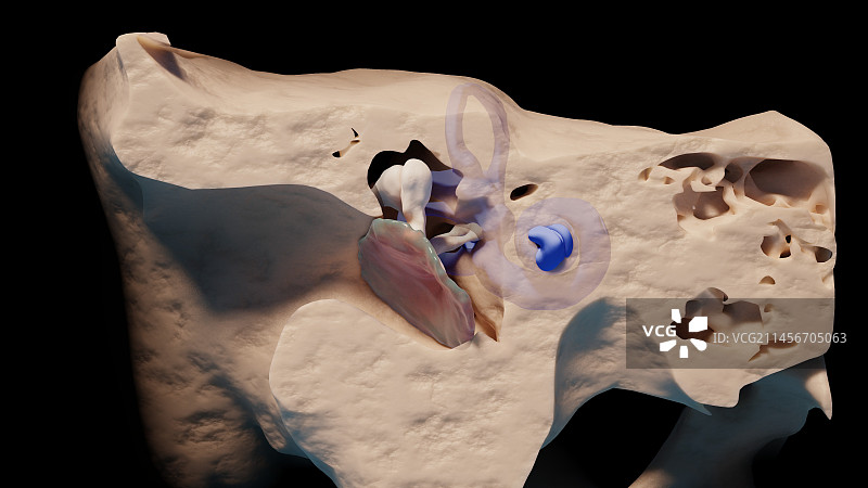 中耳和内耳，图示图片素材