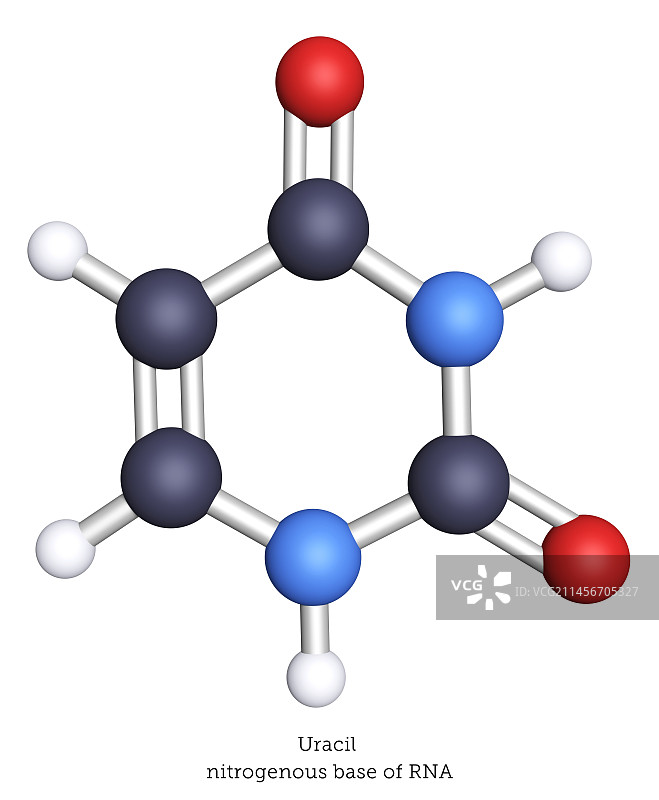 尿嘧啶含氮碱基的分子模型图片素材