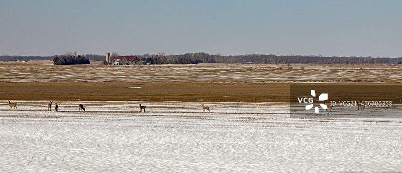 美国密歇根州农场上的白尾鹿图片素材