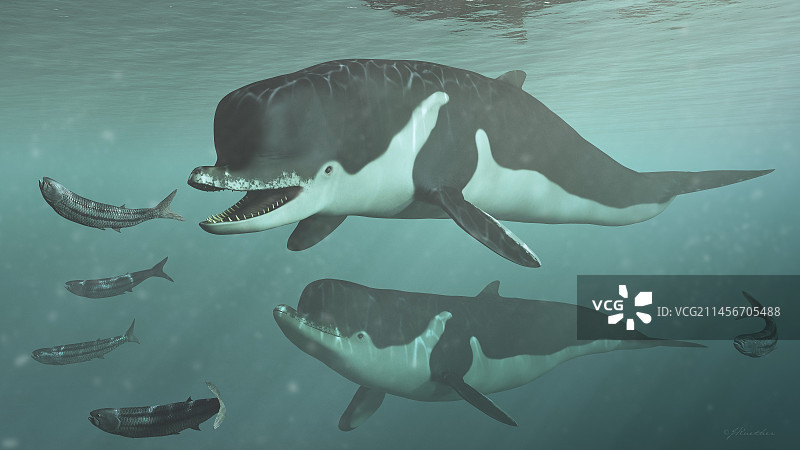 illustration图片素材