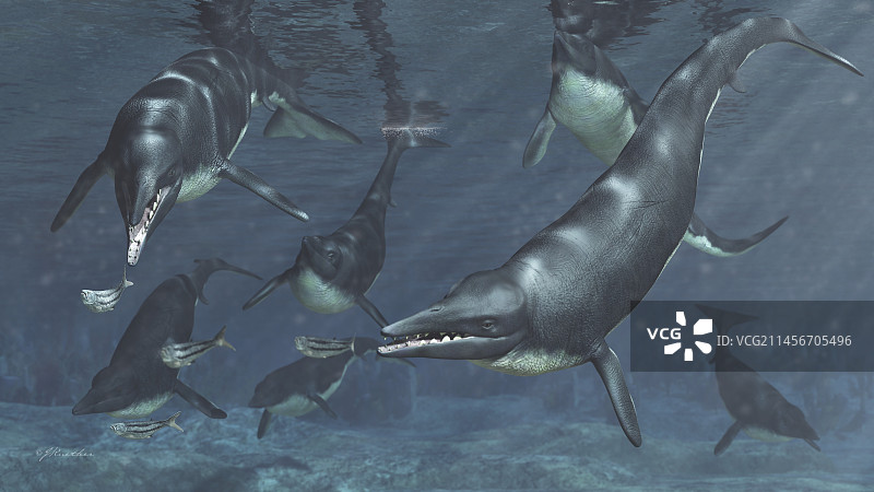 史前鲸鱼龙王鲸的豆荚插图图片素材
