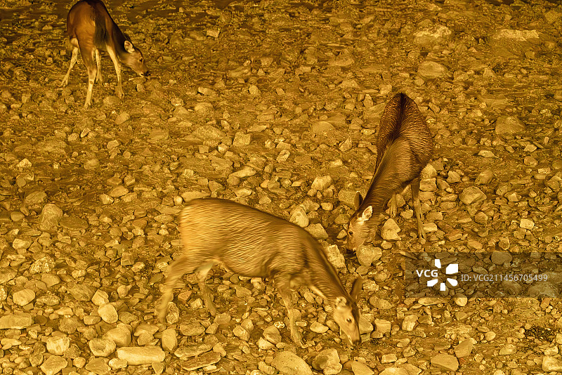 夜拍国家一级保护动物---白唇鹿图片素材