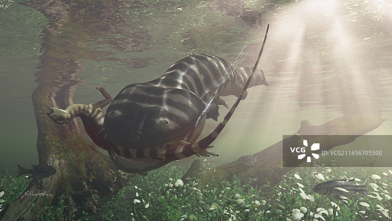 已灭绝的两栖动物库拉鳄捕食恐龙插画图片素材