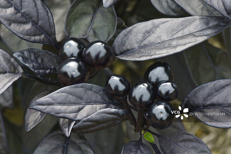 观赏辣椒（黑珍珠）果实图片素材