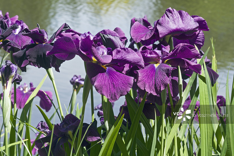 鸢尾花图片素材