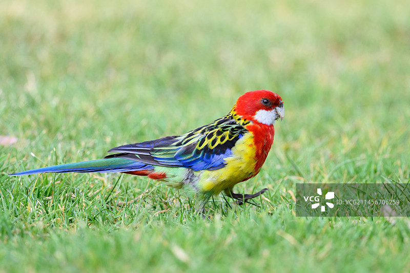 东部玫瑰鹦鹉图片素材