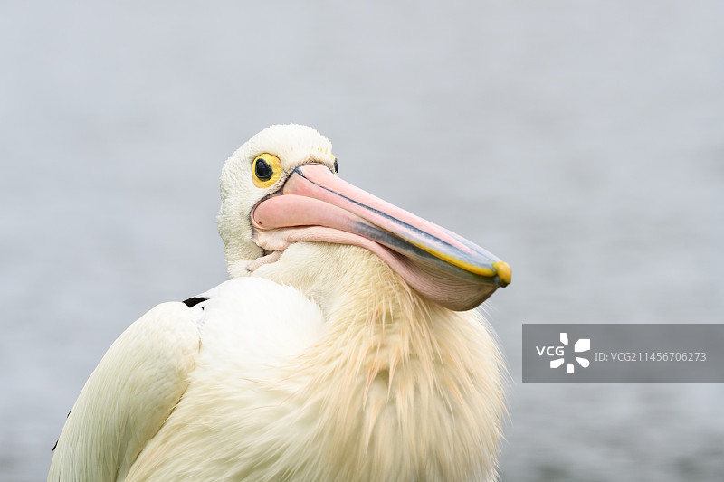 澳大利亚鹈鹕图片素材