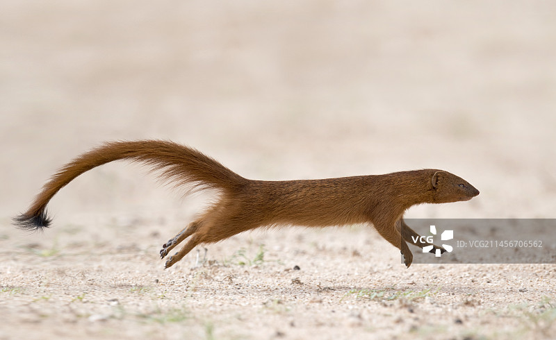 细长的獴空降图片素材