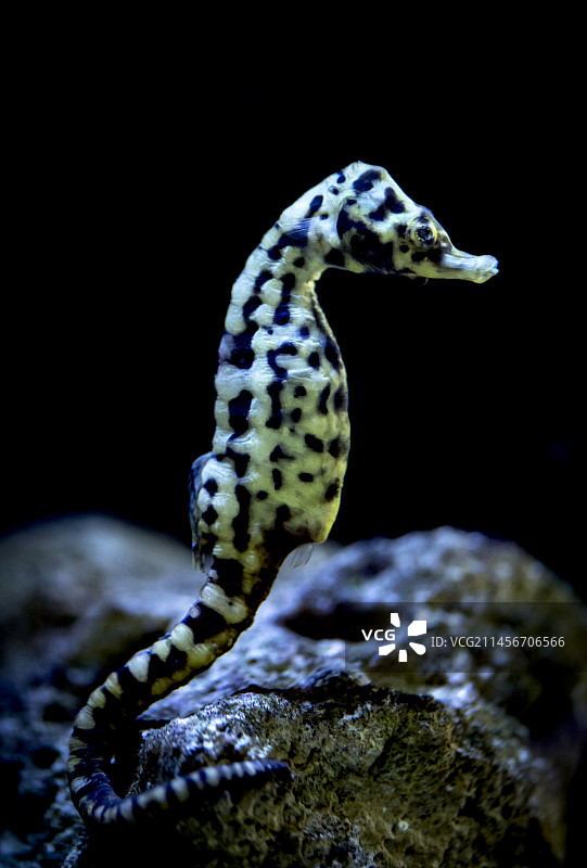 海马岬图片素材