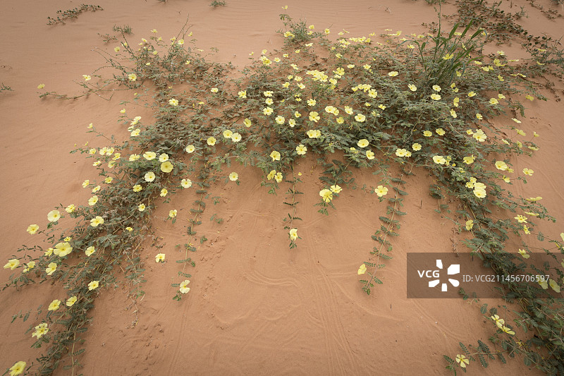 蒺藜（Tribulus zeyheri）图片素材