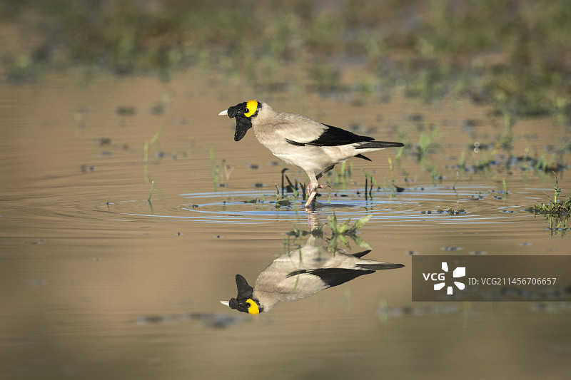 雄性垂耳椋鸟饮水图片素材
