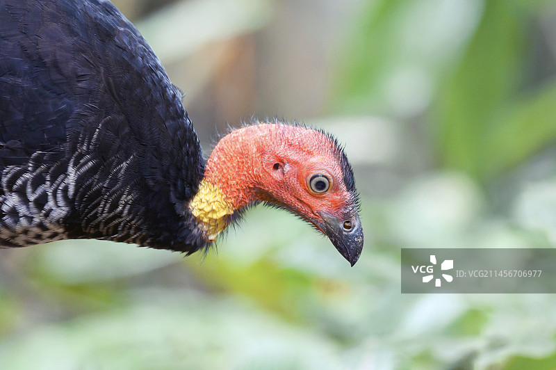 澳大利亚丛冢雉图片素材
