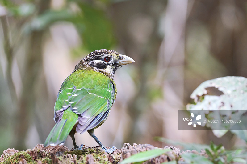 斑点猫鸟图片素材