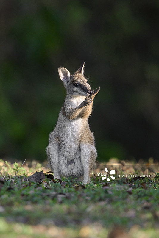 敏捷小袋鼠图片素材