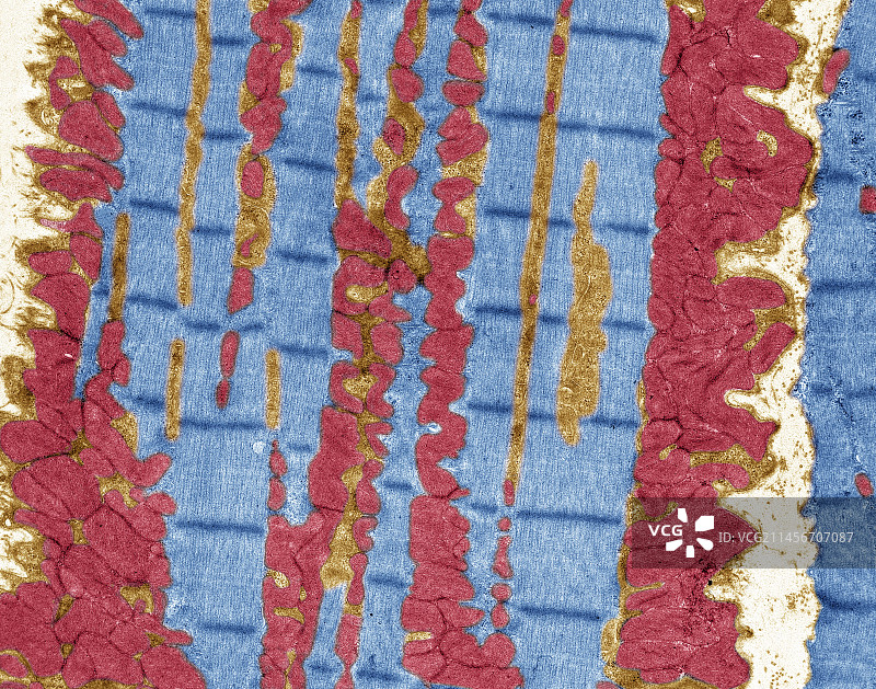 横纹肌，TEM图片素材