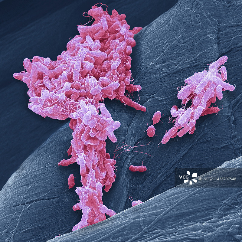 沙门氏菌，扫描电镜图片素材