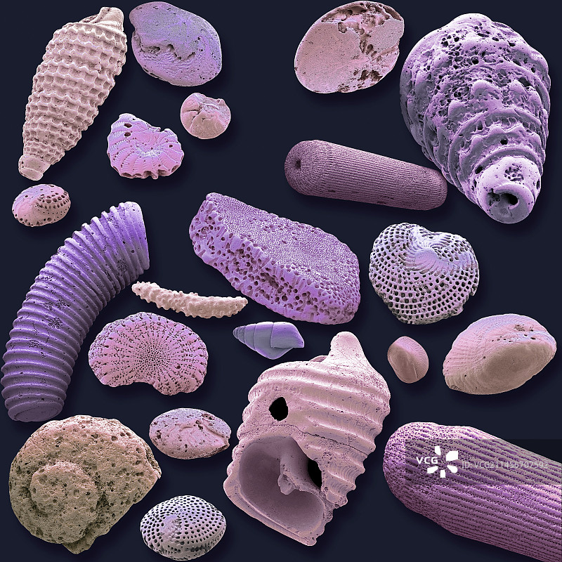 沙子微体化石，扫描电镜图片素材