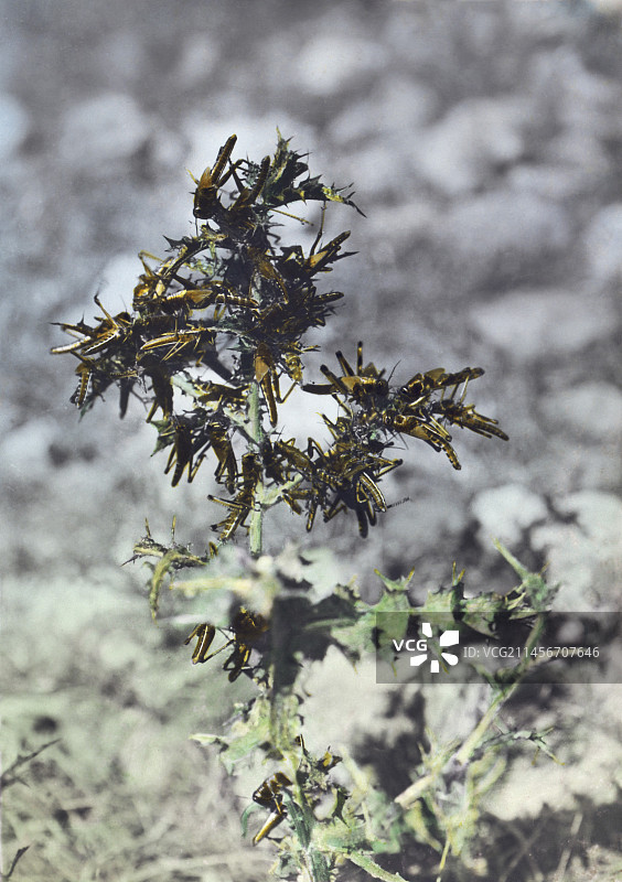 1915年巴勒斯坦蝗灾期间植物上的蝗虫图片素材