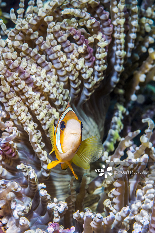 印度尼西亚巴厘岛的克拉克海葵鱼和珠状海葵图片素材
