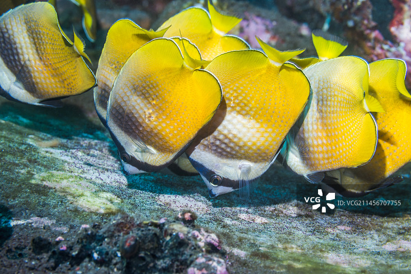 巴厘岛，克莱因蝴蝶鱼正在觅食鱼卵，印度尼西亚图片素材