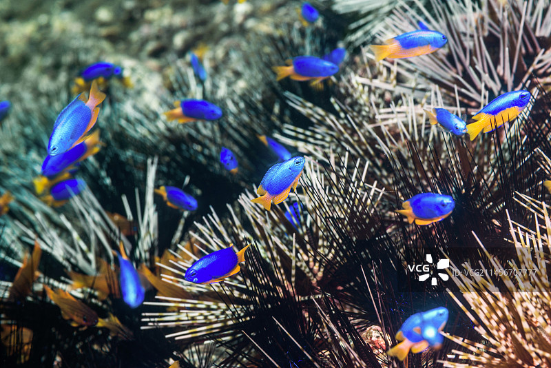 印尼巴厘岛，珊瑚礁上的霓虹雀鲷图片素材