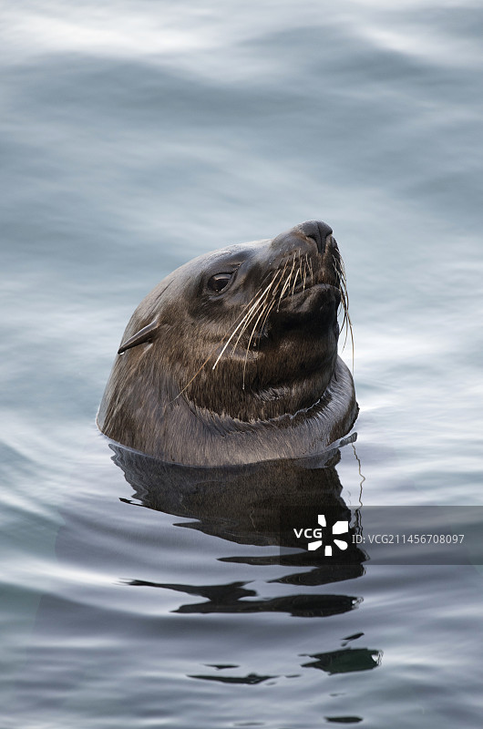 非洲毛皮海豹图片素材